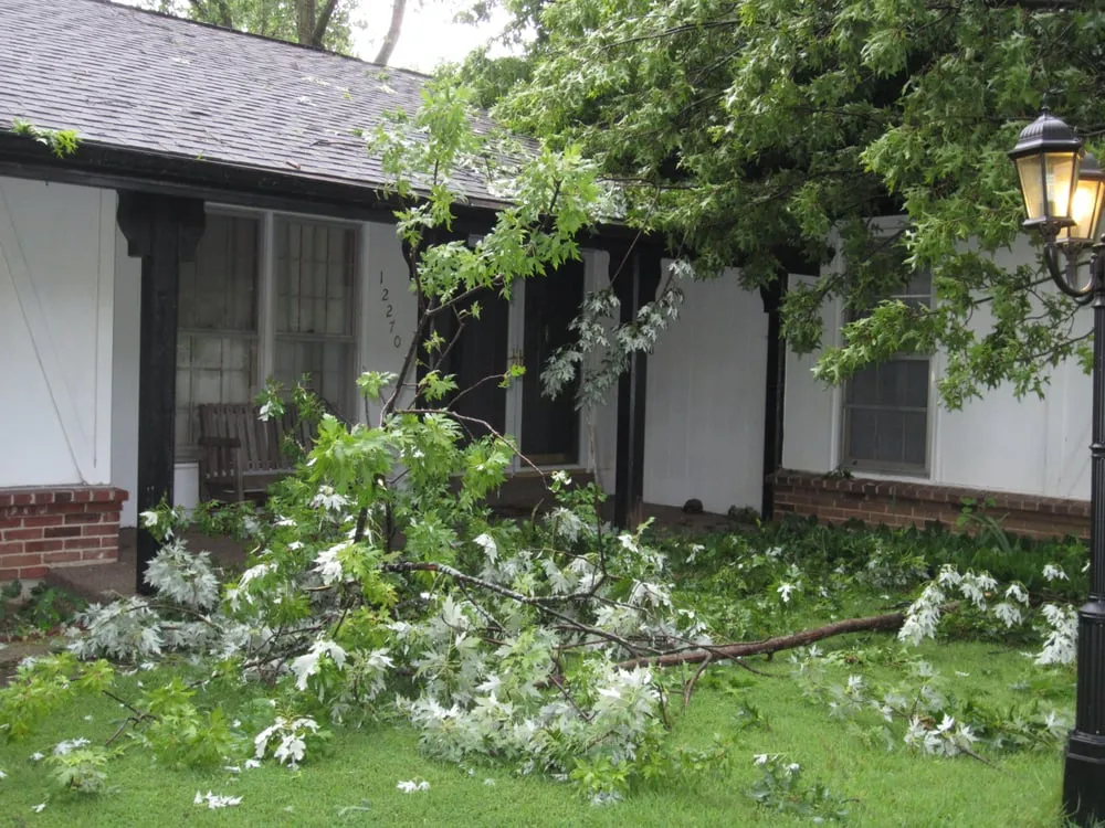 Top-rated yard maintenance in Fenton, MO - Ray's Tree Service