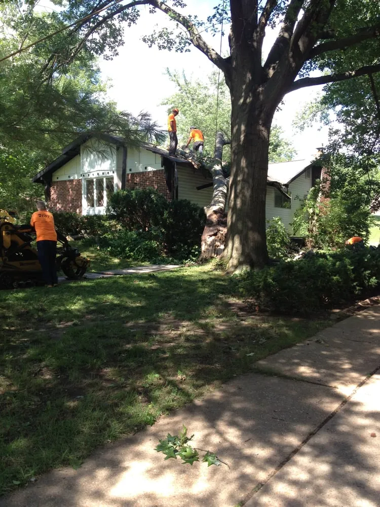 Local yard maintenance for beautiful yards in Fenton, MO by Ray's Tree Service