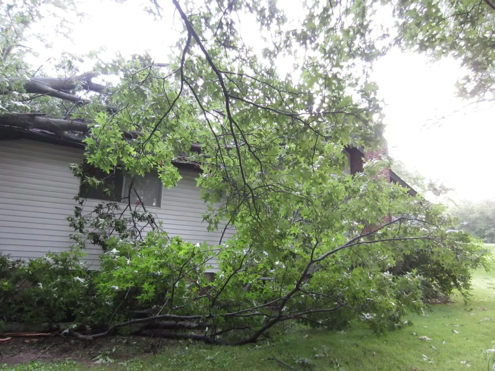 Trusted yard cleanup service in Fenton, MO - Ray's Tree Service