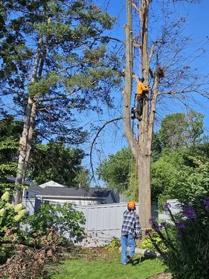 Ray's Tree Service