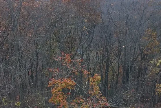 Top-rated outdoor landscaping for homes across Luray, VA - Rays Tree Service