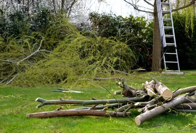 Professional lawn mowing service in Luray, VA by Rays Tree Service