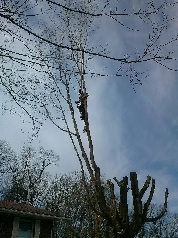 Top-rated garden landscaping in Timberville, VA by Ray's Tree Service