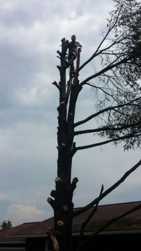 Custom residential landscaping for beautiful yards in Timberville, VA by Ray's Tree Service