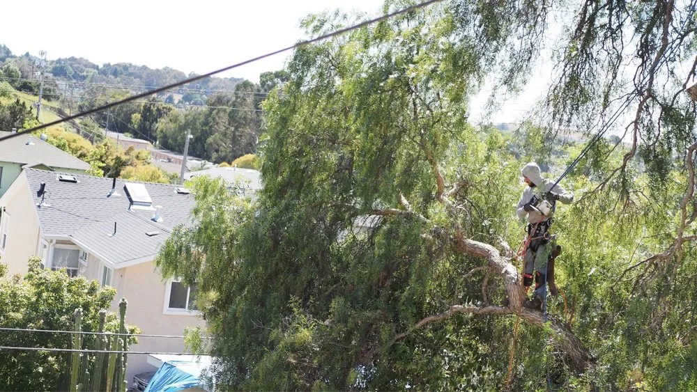 Professional landscaping services in Vallejo, CA - Ray's Tree Services