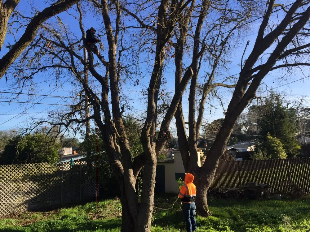 Expert lawn mowing service near you across Vallejo, CA - Ray's Tree Services