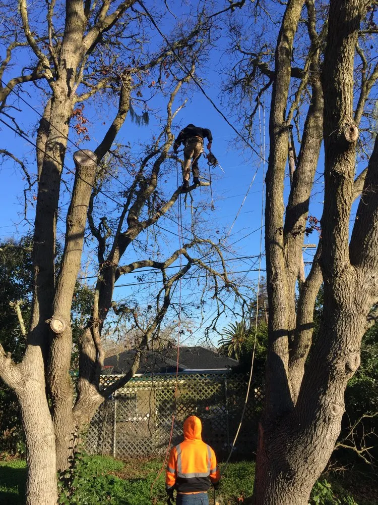 Reliable outdoor landscaping for outdoor upgrades across Vallejo, CA - Ray's Tree Services