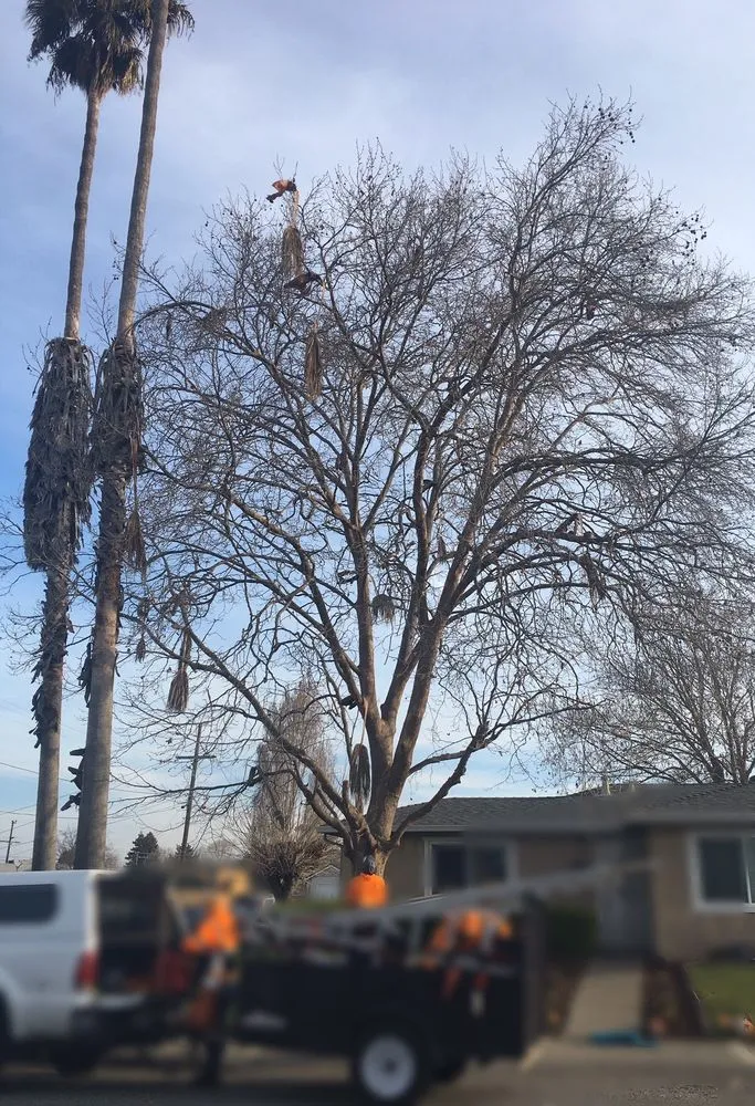 Affordable landscaping services in Vallejo, CA - Ray's Tree Services