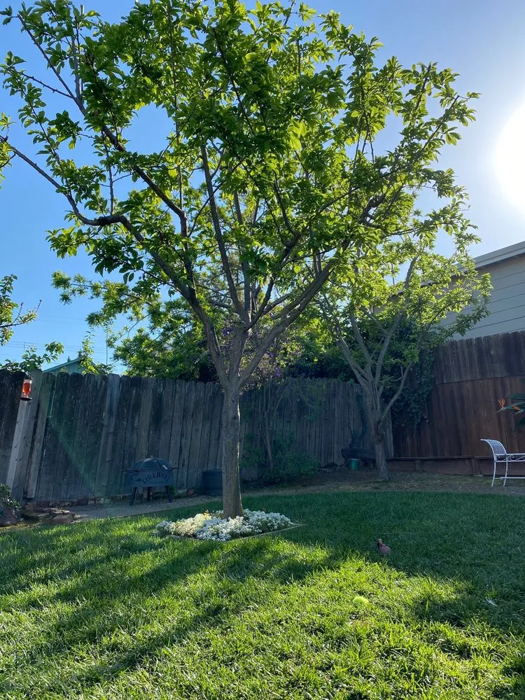 Trusted outdoor landscaping in Vallejo, CA by Ray's Tree Services