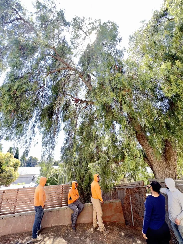 Top-rated garden landscaping for residential properties in Vallejo, CA by Ray's Tree Services