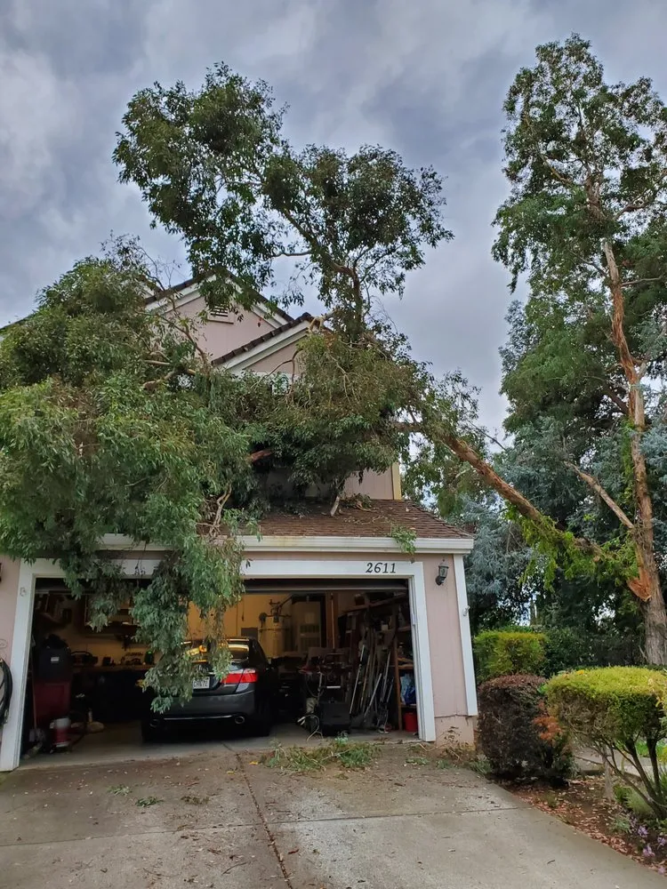 Affordable lawn mowing service for residential properties in Vallejo, CA by Ray's Tree Services