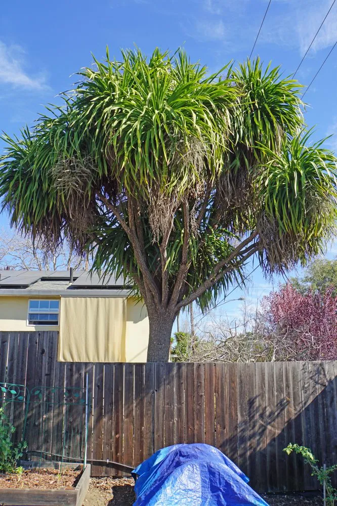 Reliable lawn mowing service in Vallejo, CA by Ray's Tree Services