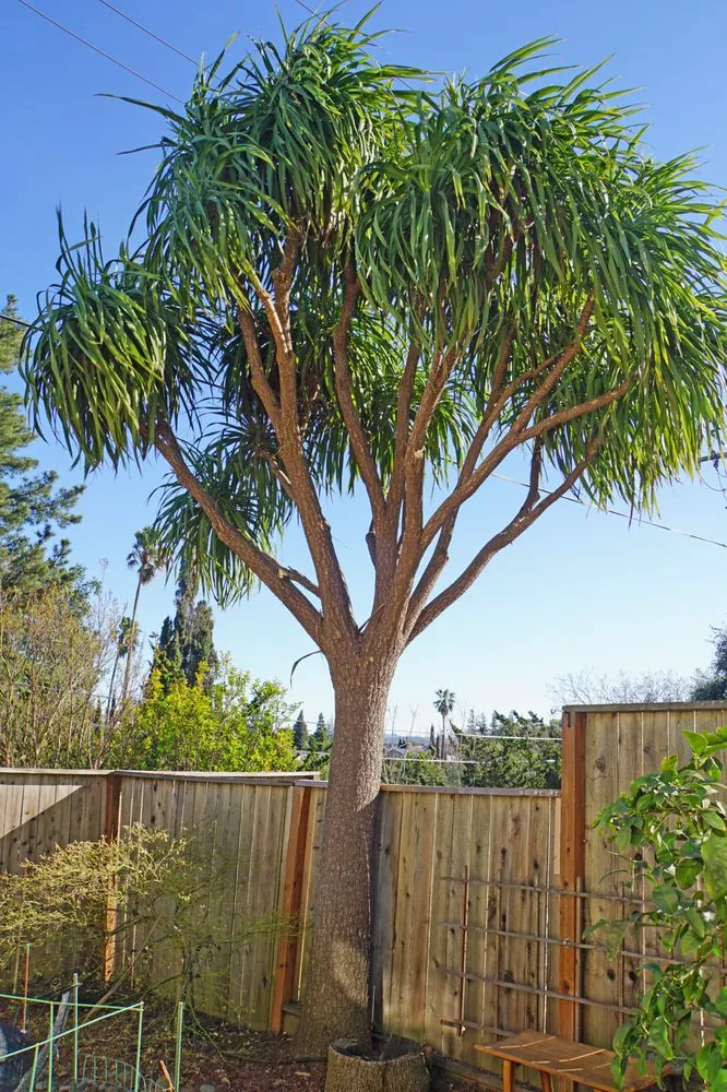 Custom landscape installation experts serving Vallejo, CA - Ray's Tree Services