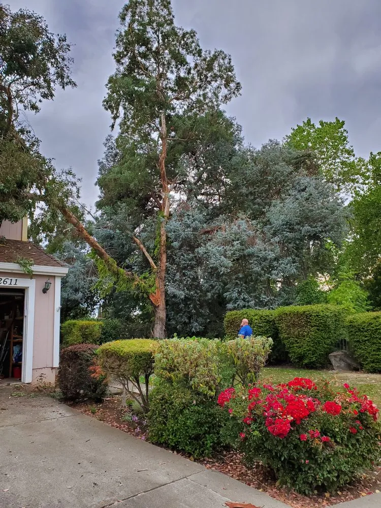 Trusted yard maintenance experts serving Vallejo, CA - Ray's Tree Services