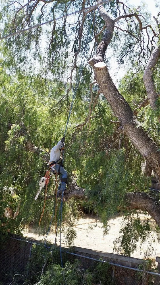 Expert landscape design in Vallejo, CA by Ray's Tree Services