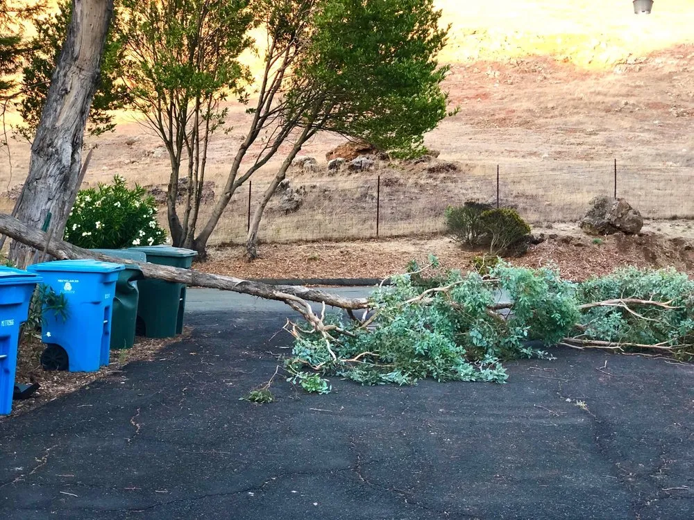 Custom yard maintenance for year-round maintenance in Vallejo, CA by Ray's Tree Services