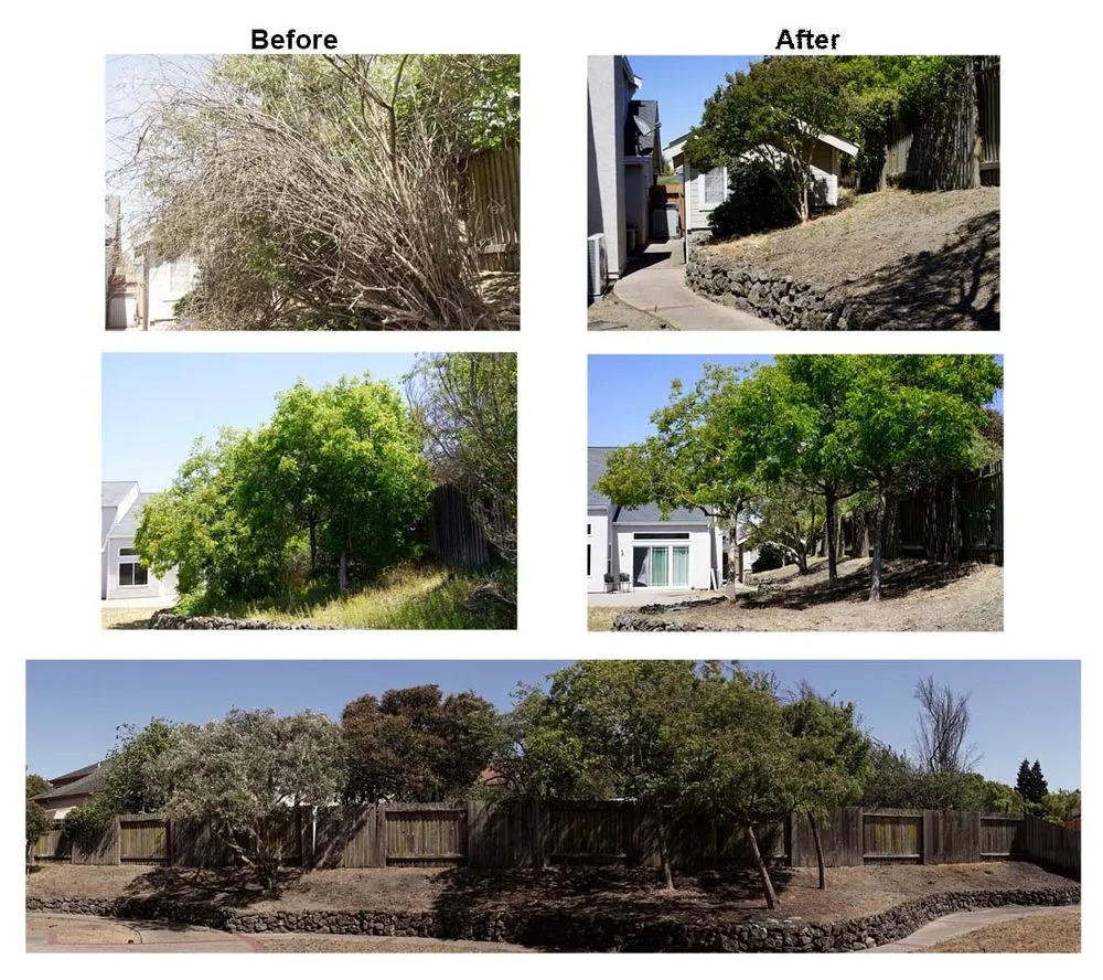 Reliable landscape design in Vallejo, CA - Ray's Tree Services