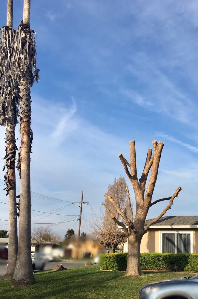 Top-rated yard cleanup service in Vallejo, CA by Ray's Tree Services