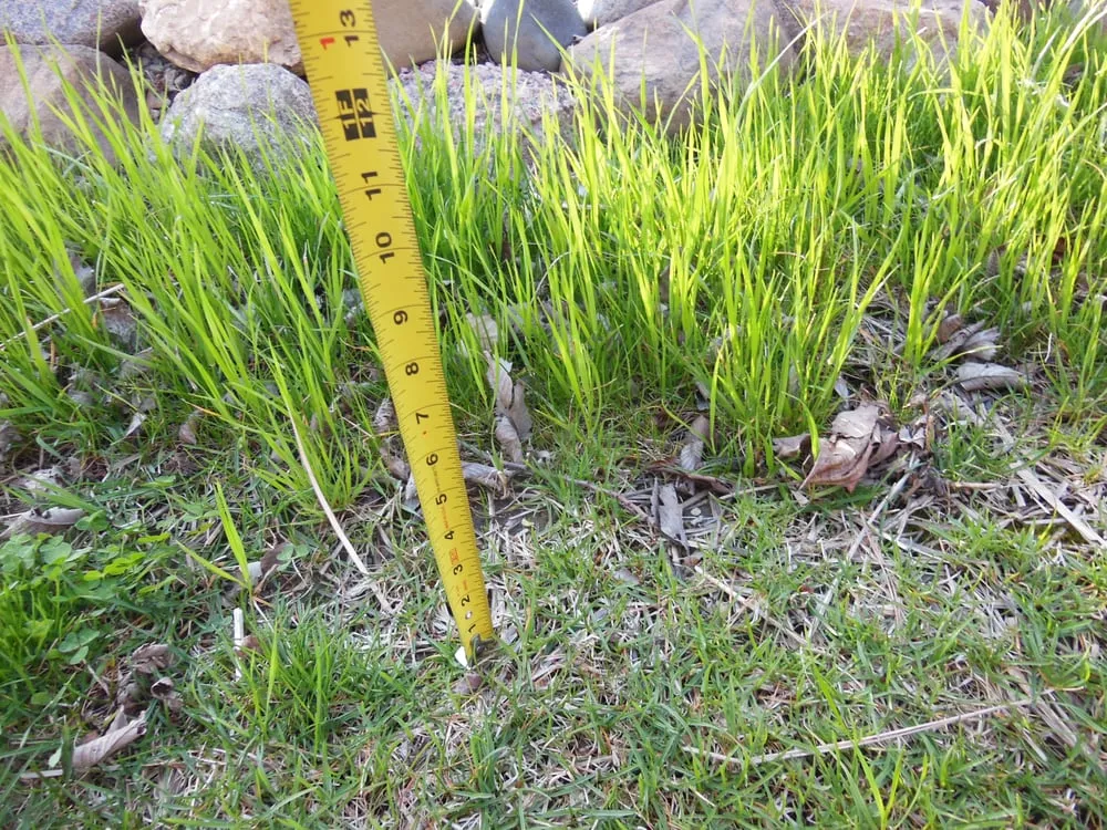 Affordable lawn care service in Cary, IL by Rayscape