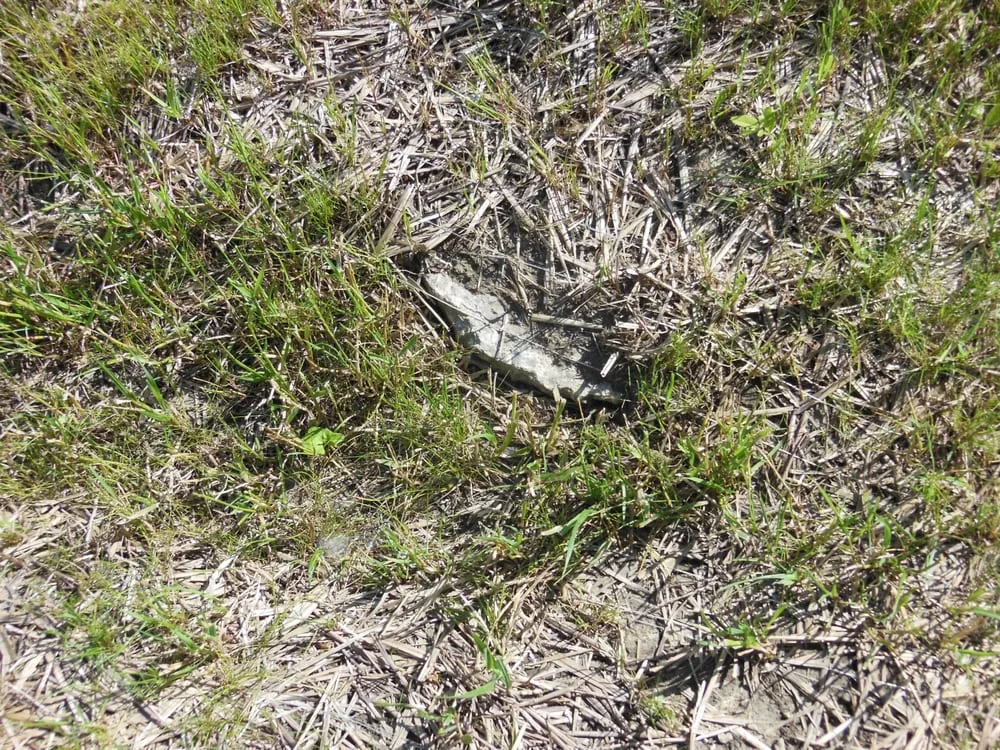 Top-rated landscaping services in Cary, IL - Rayscape