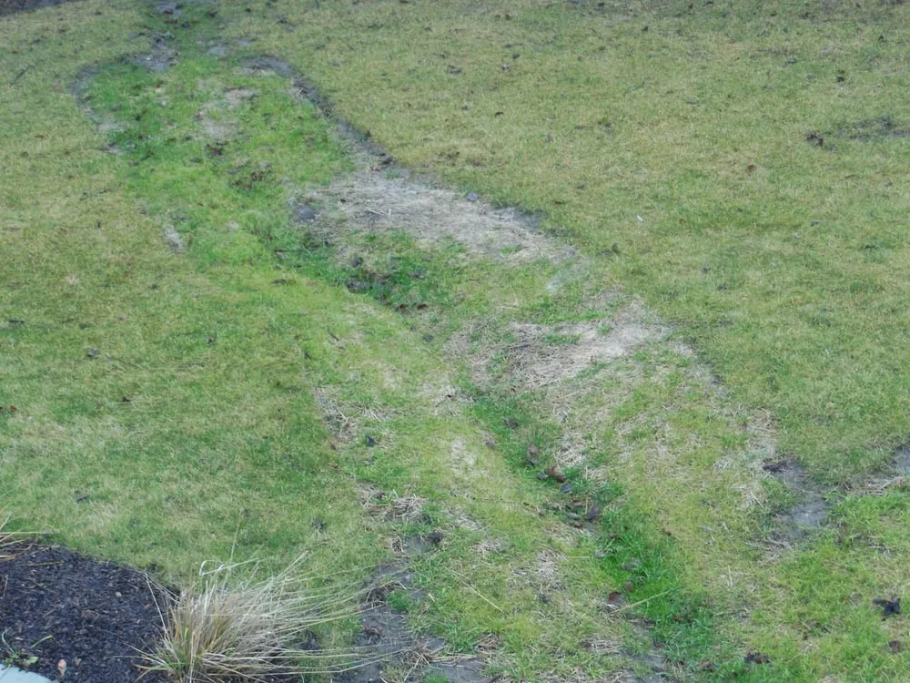 Local yard maintenance in Cary, IL by Rayscape