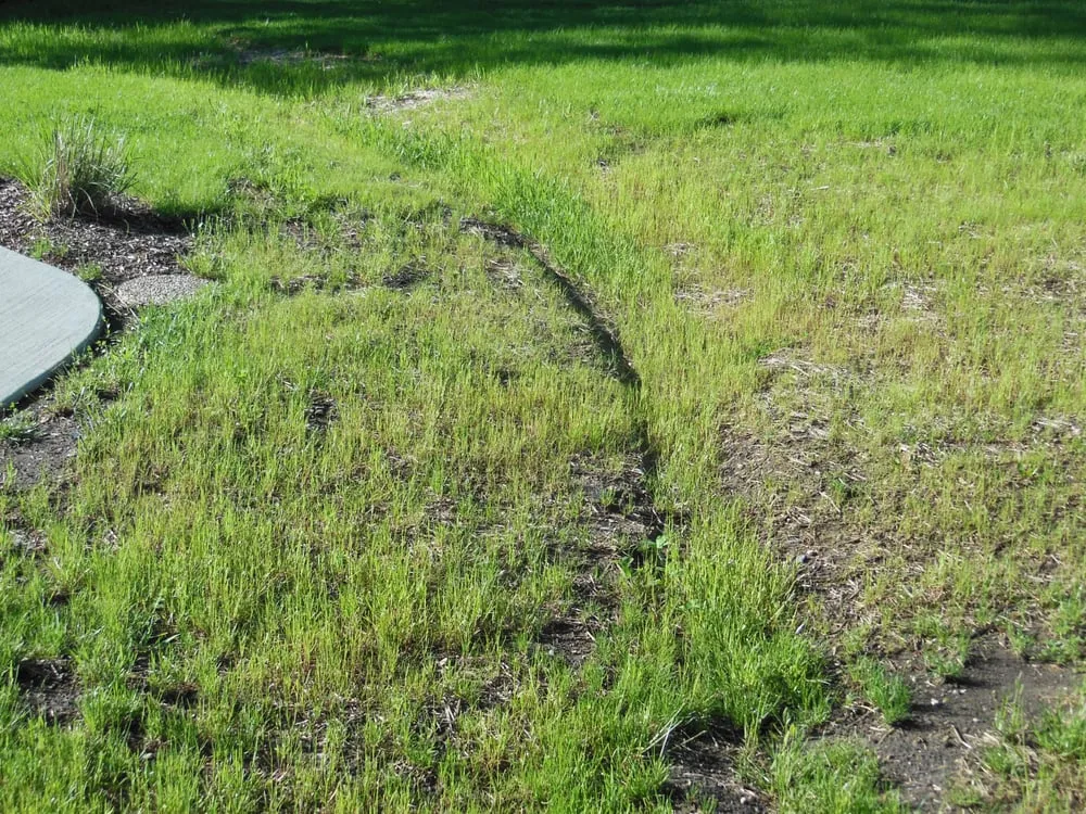 Reliable residential landscaping for year-round maintenance across Cary, IL - Rayscape