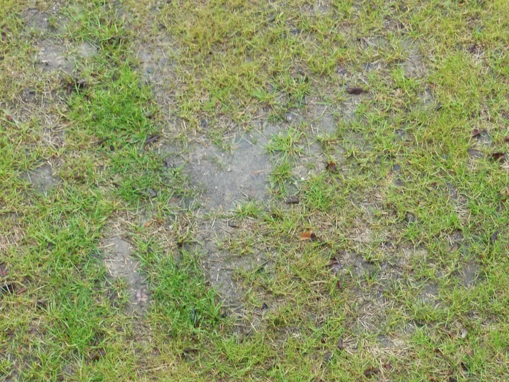 Expert lawn mowing service for beautiful yards in Cary, IL by Rayscape