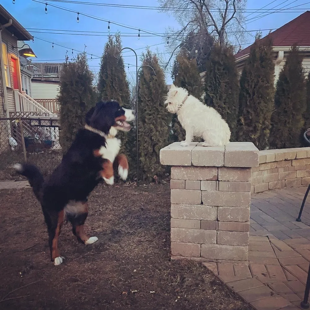 Professional landscape design in Cary, IL - Rayscape