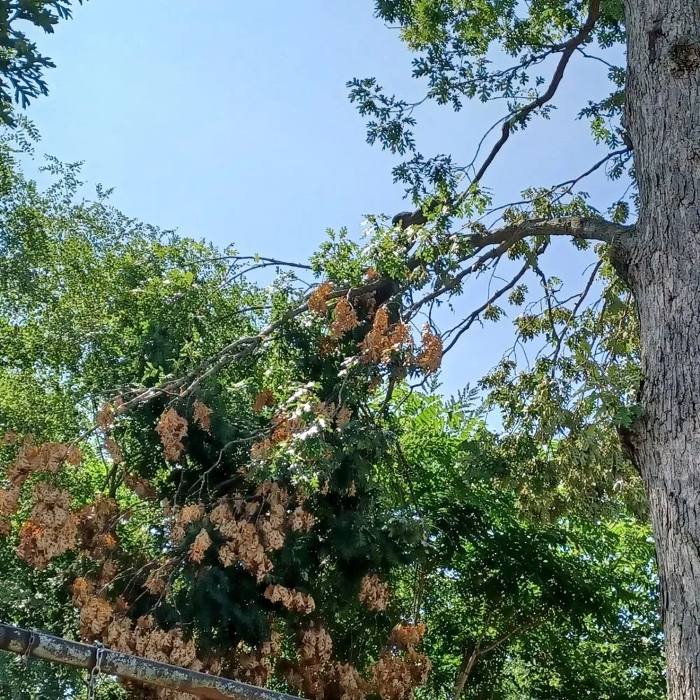 Custom yard maintenance experts serving Crown Point, IN - Rayski Tree Serivces