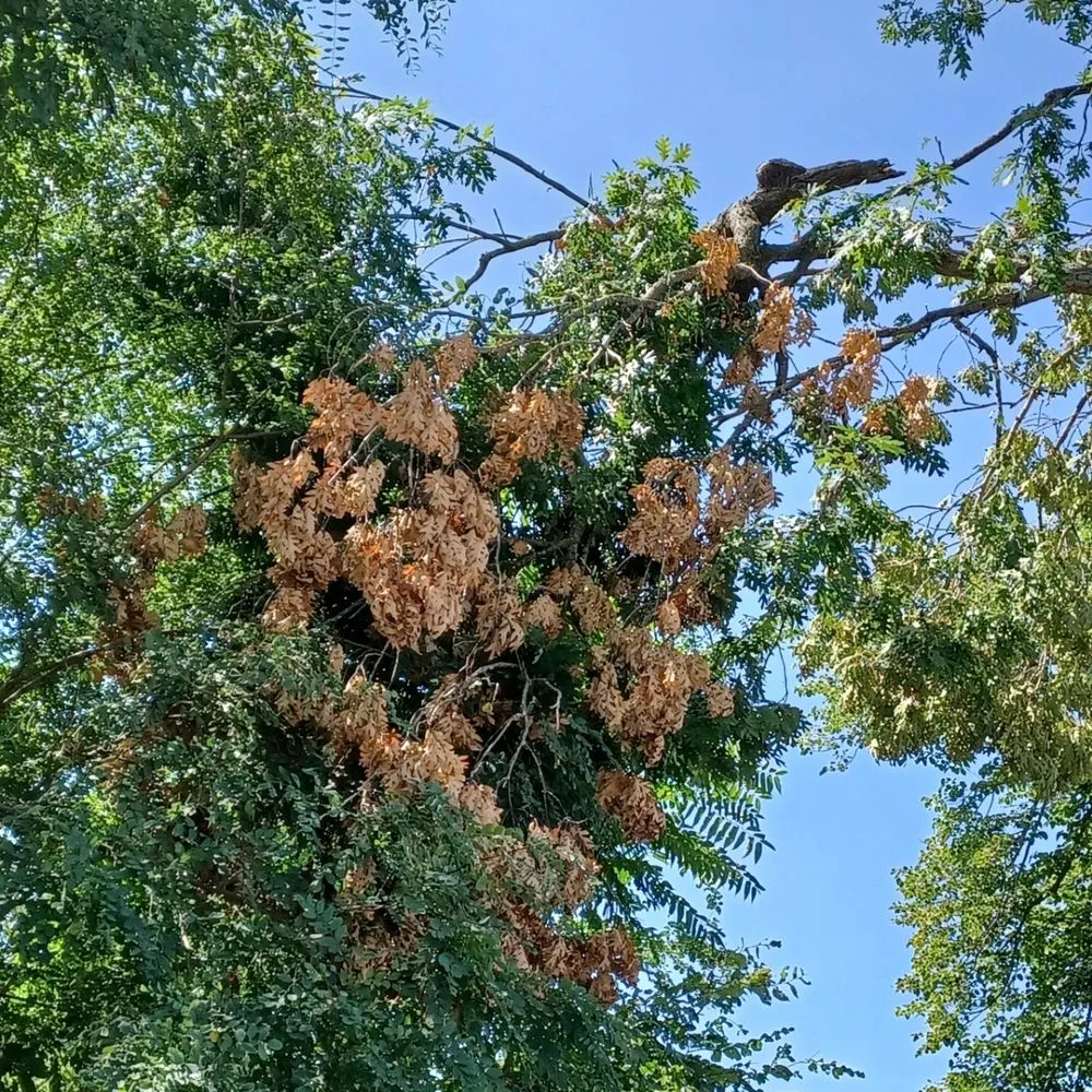 Professional outdoor landscaping in Crown Point, IN - Rayski Tree Serivces