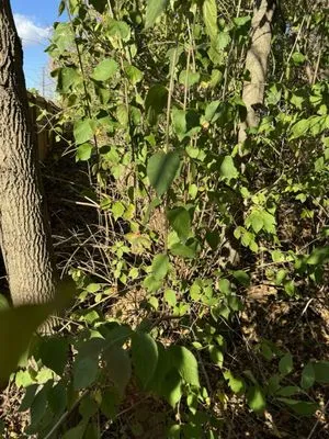 Rayski Tree Serivces Logo