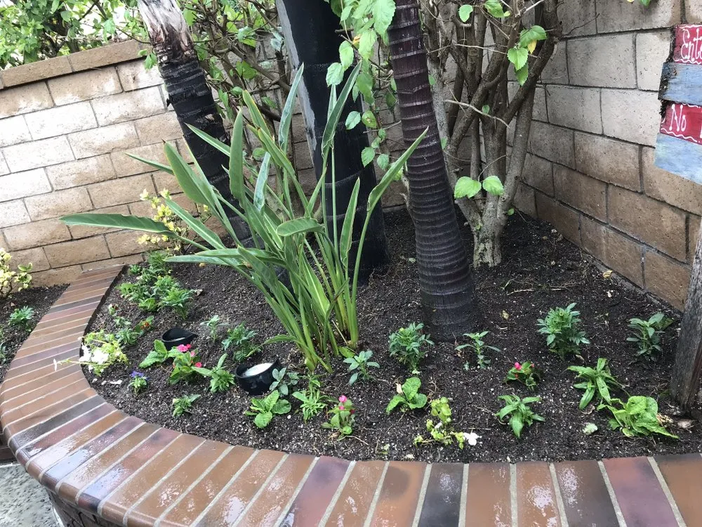 Top-rated yard maintenance for year-round maintenance across Long Beach, CA - Razo Landscaping