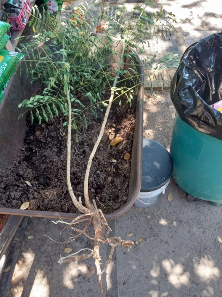 Professional outdoor landscaping for homes in Robstown, TX by Razor Sharp Lawncare and Services