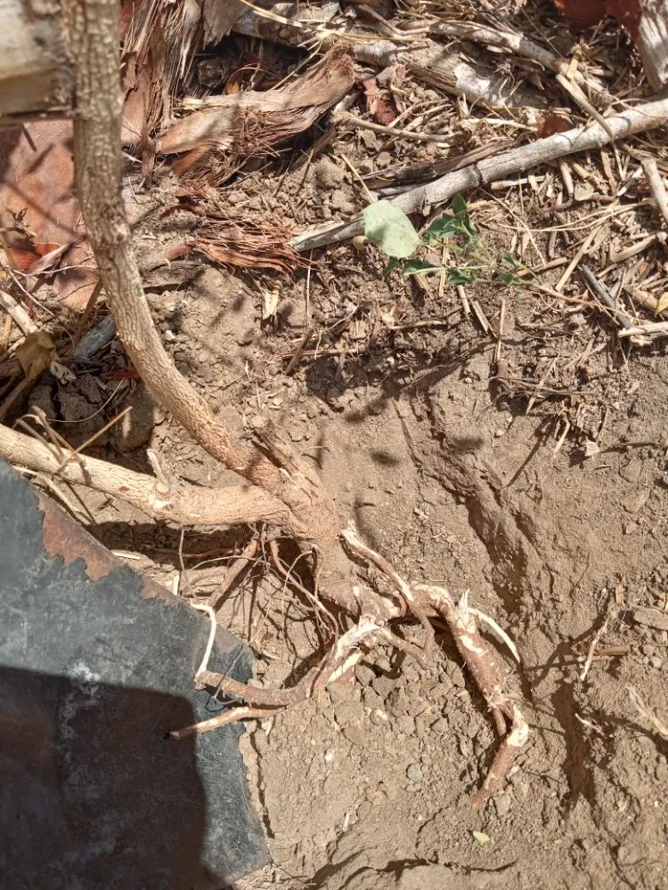 Reliable landscape installation near you in Robstown, TX by Razor Sharp Lawncare and Services