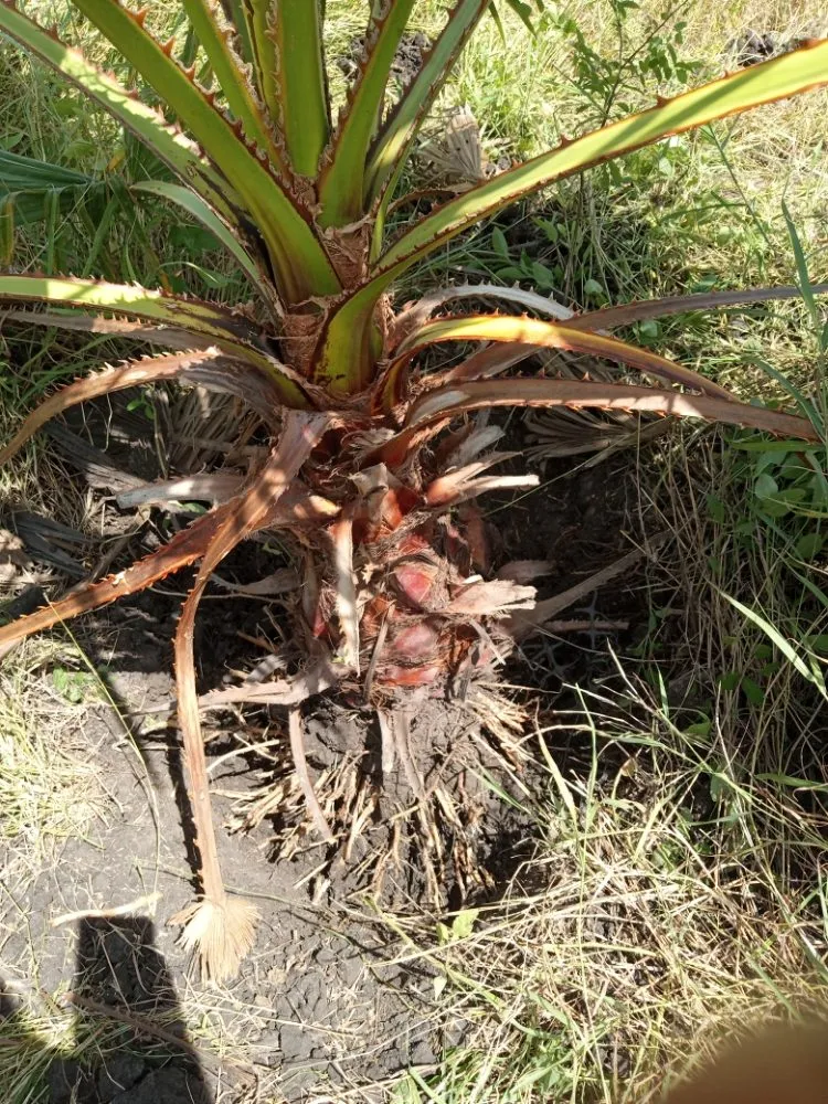 Top-rated lawn care service in Robstown, TX - Razor Sharp Lawncare and Services