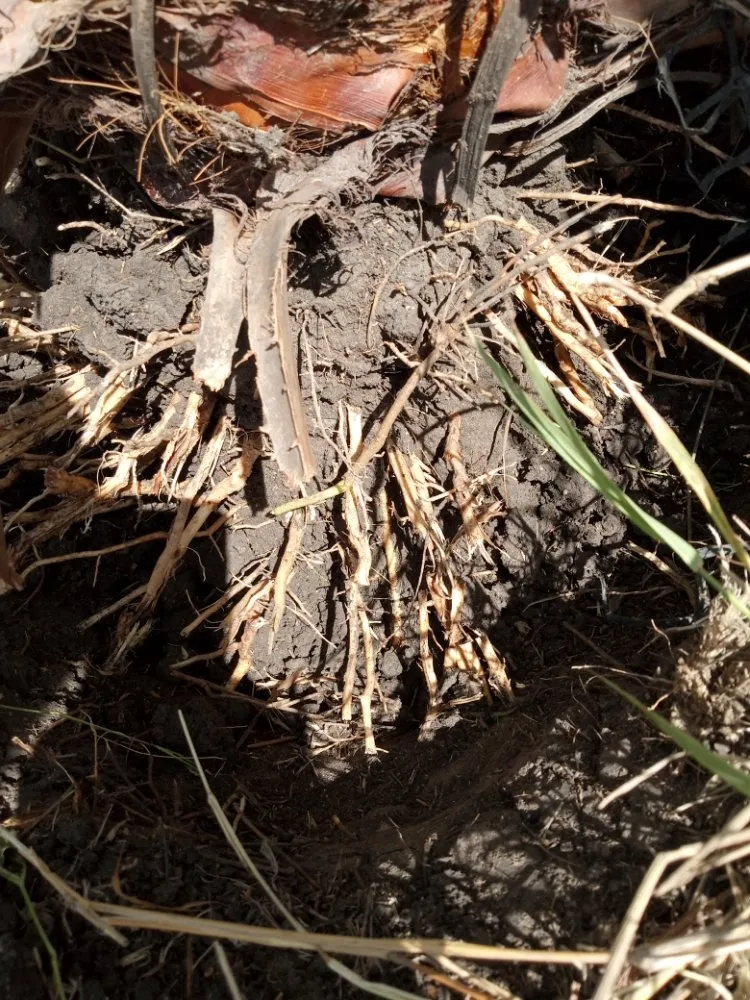 Professional landscape design in Robstown, TX by Razor Sharp Lawncare and Services