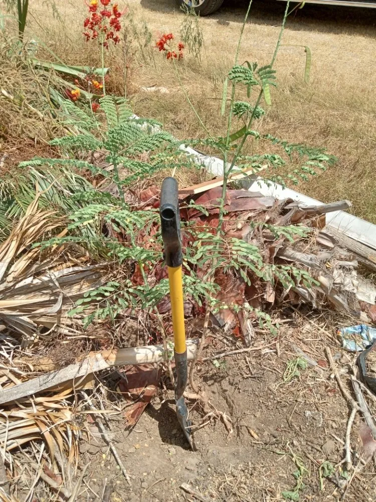 Trusted residential landscaping experts serving Robstown, TX - Razor Sharp Lawncare and Services