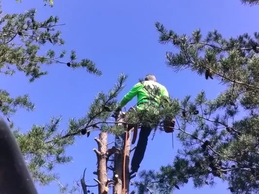 Razors Edge Lawn Care and Tree Work Logo