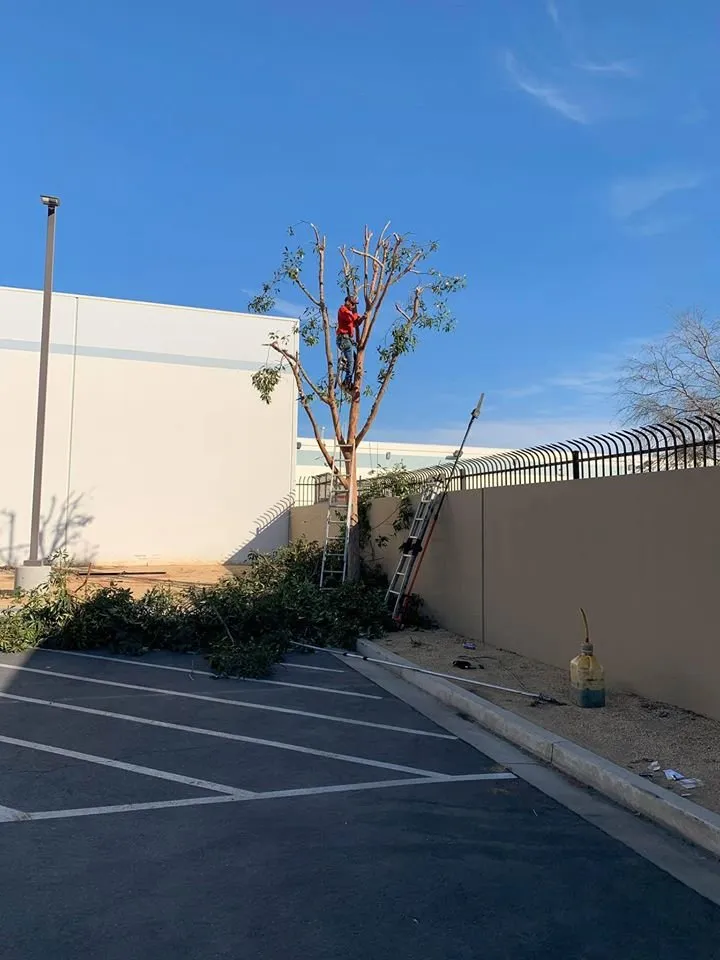 Professional yard cleanup service for outdoor upgrades across Rialto, CA - Razo's Landscaping & Maintenance