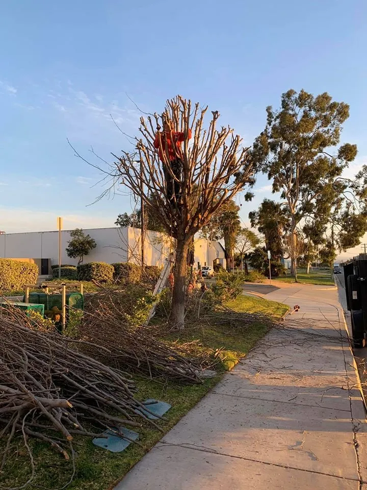 Trusted landscape installation in Rialto, CA by Razo's Landscaping & Maintenance