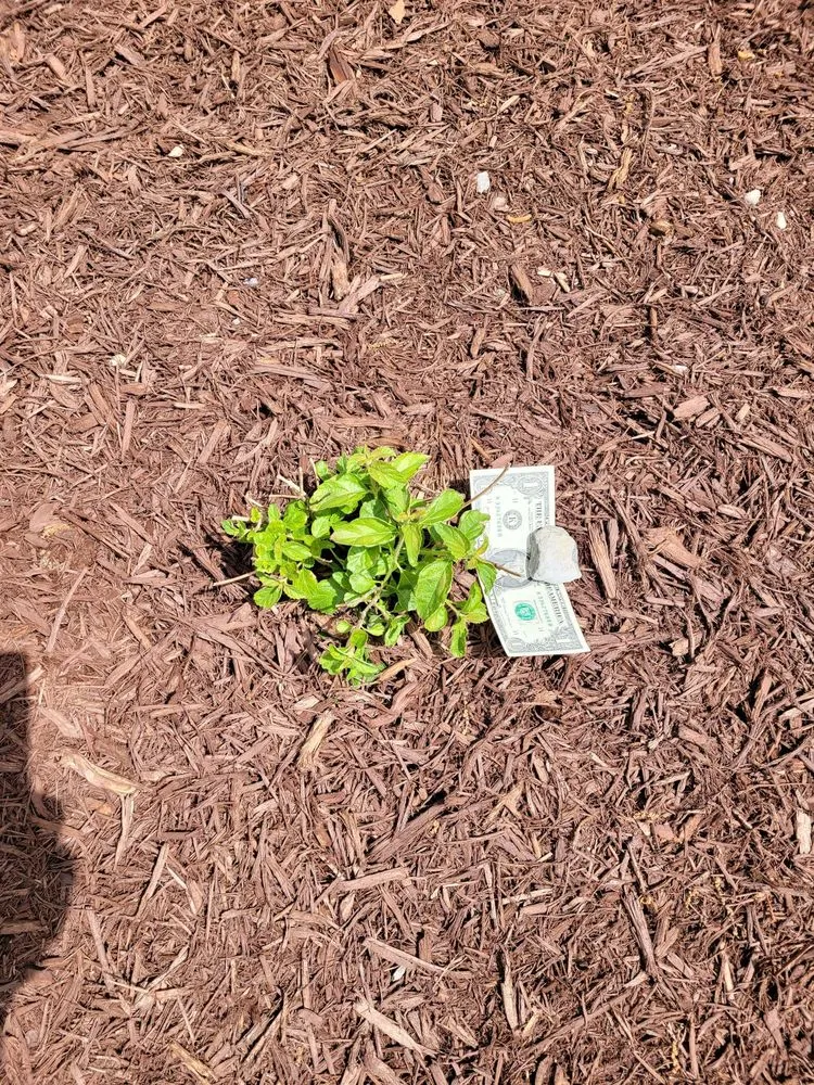 Affordable lawn mowing service for homes across Holly Springs, NC - RB Landscaping