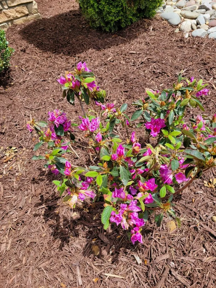 Custom yard cleanup service in Holly Springs, NC by RB Landscaping