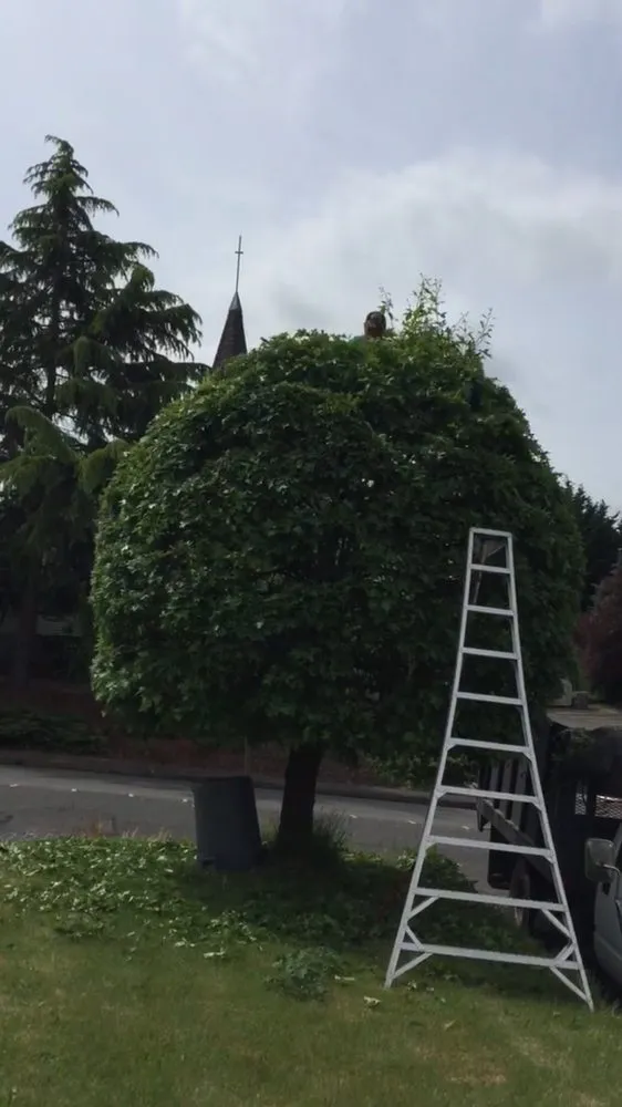 Local yard cleanup service in Renton, WA - RB Landscaping Service