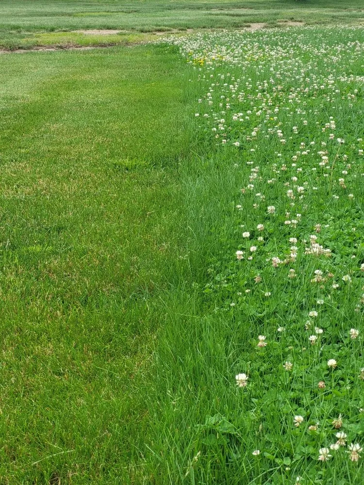 Custom lawn mowing service in Versailles, KY by Rbg fertilizer and weed control