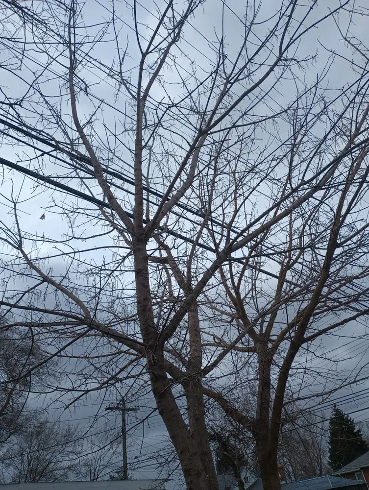 Trusted yard maintenance in Detroit, MI - RB's Lawn Care