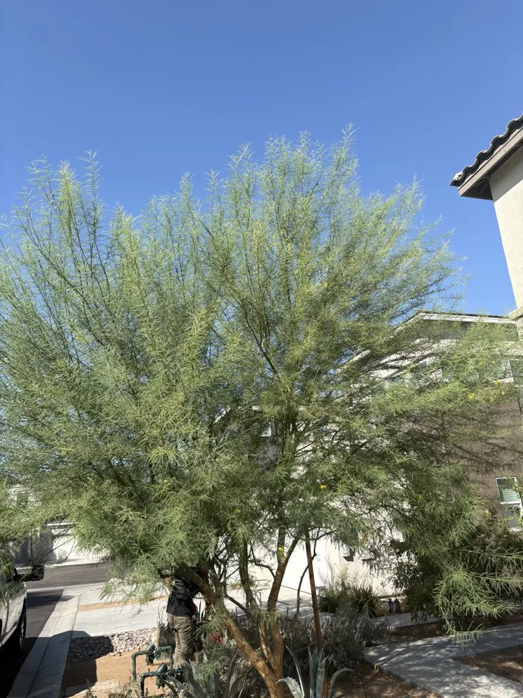 Custom landscaping services in Coachella, CA - RC Broz Junk Removal