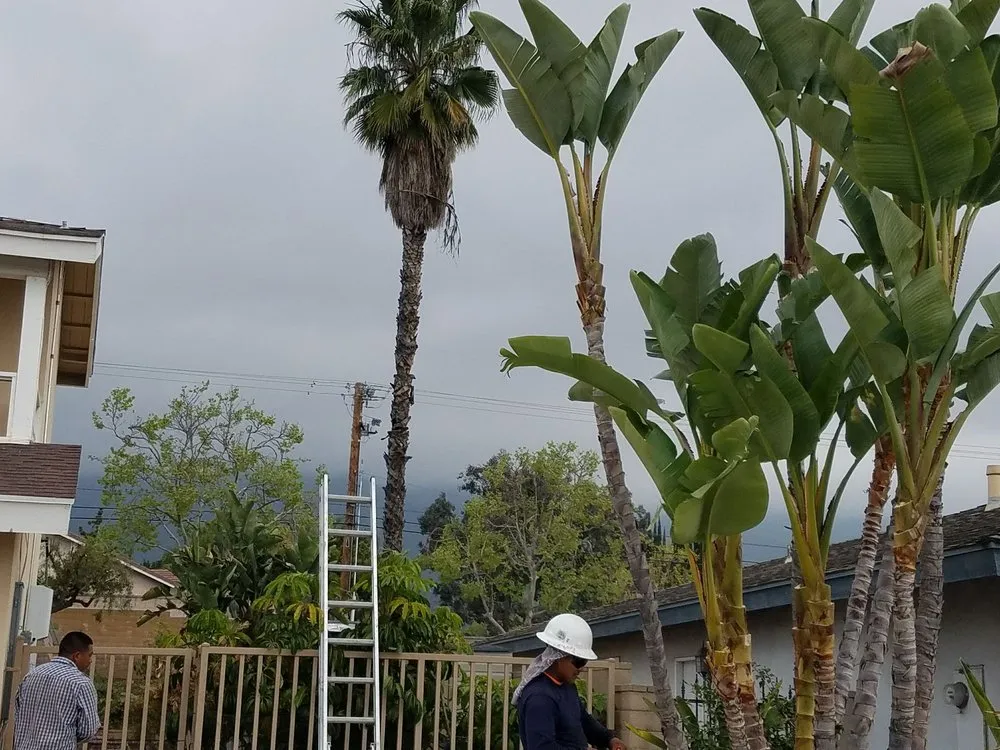 Local yard cleanup service in Rialto, CA by Rc Green Touch