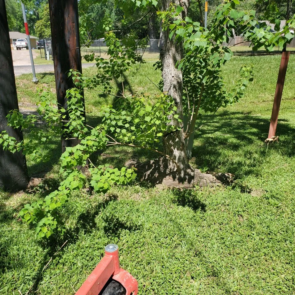 Local lawn care service in Conroe, TX - RC Handyman Services