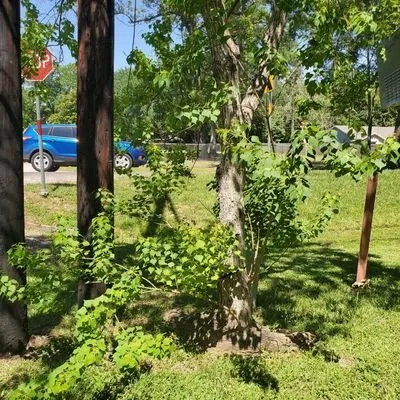 Local yard cleanup service for beautiful yards across Cut and Shoot, TX - Rc Handyman Services