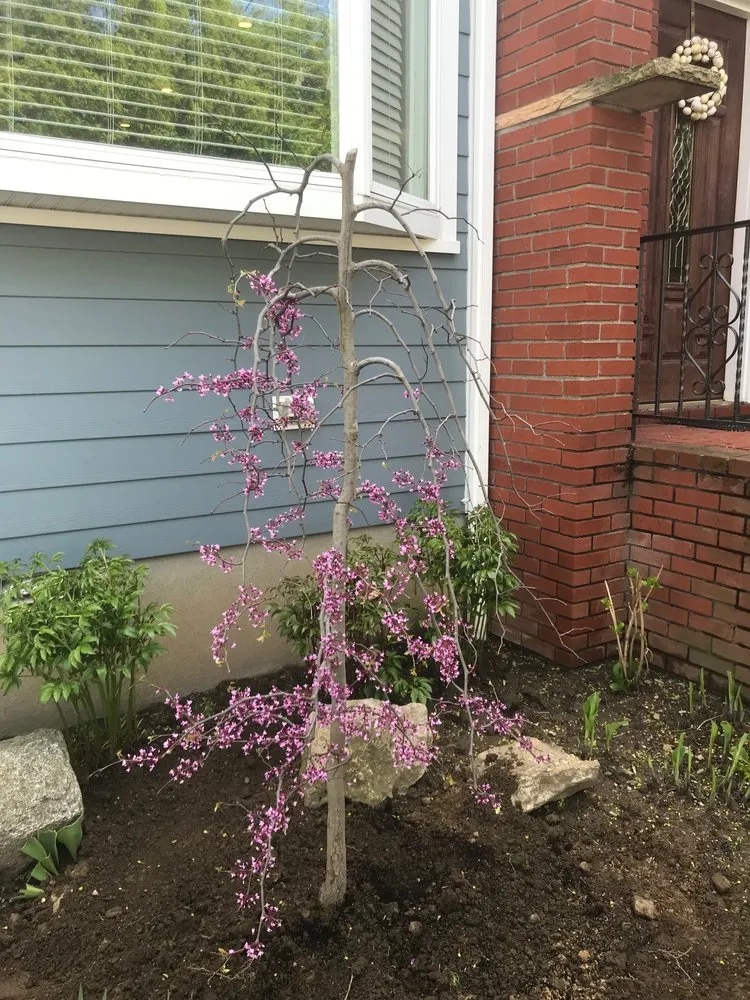 Reliable yard cleanup service for residential properties in Mamaroneck, NY by RC Landscape